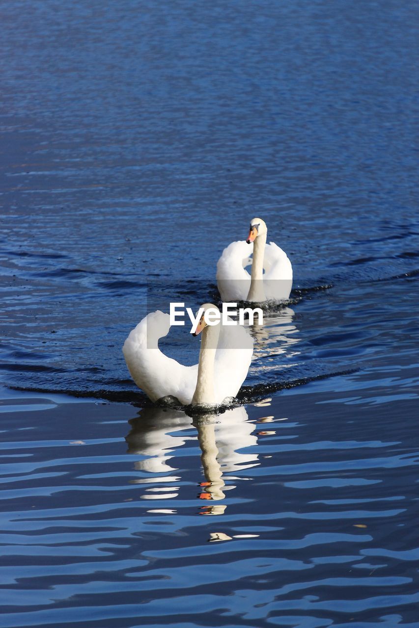 Swan swimming in lake