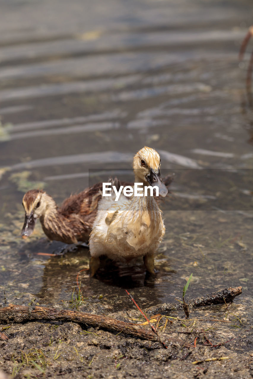 Adolescent juvenile muscovoy duckling cairina moschata before feathers are fully formed in naples