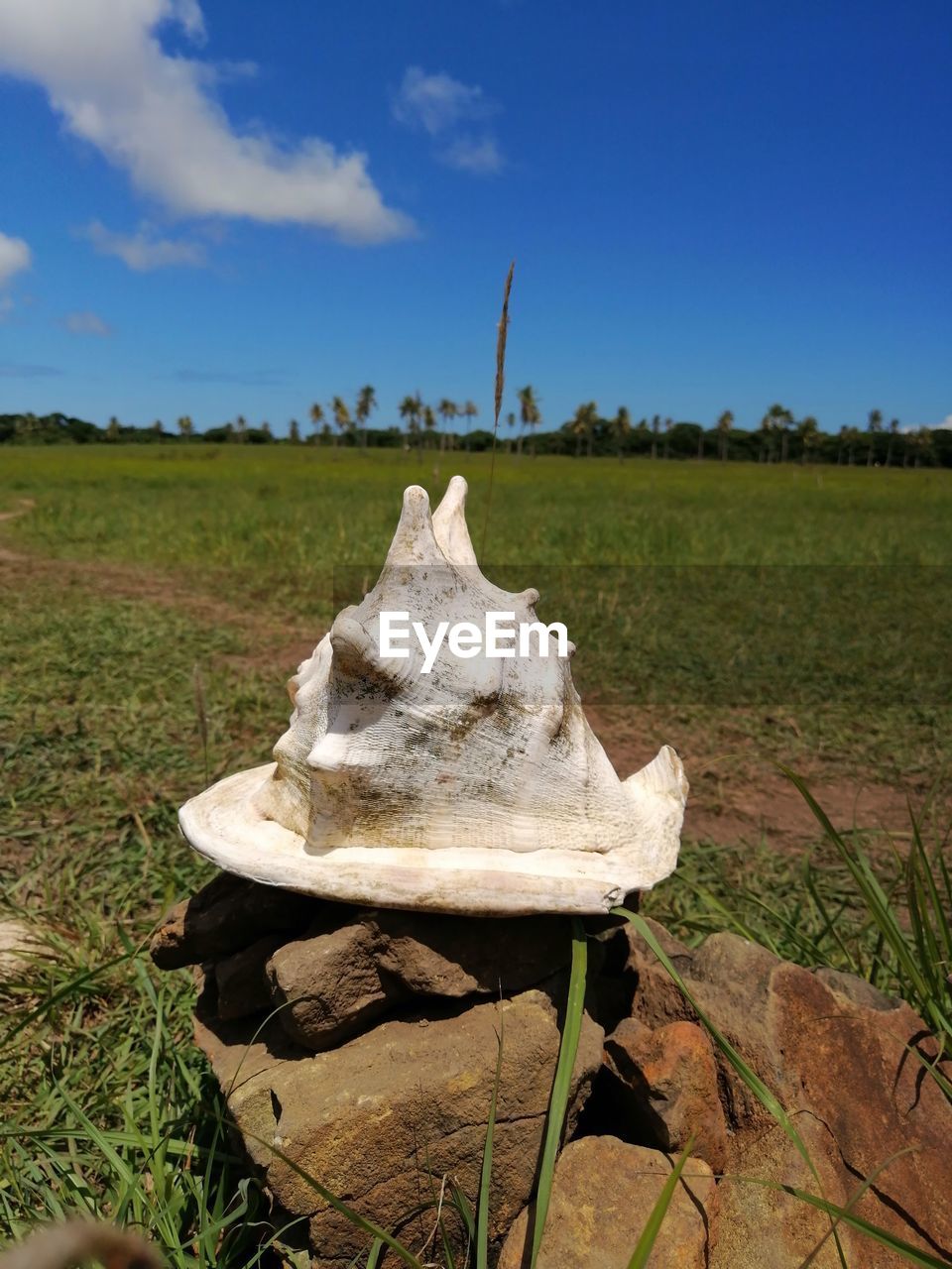 CLOSE-UP OF ANIMAL SKULL ON GRASSY FIELD