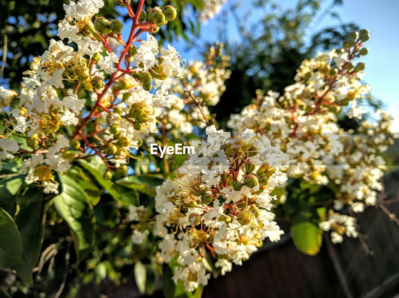 CLOSE-UP OF WHITE FLOWERS BLOOMING IN PARK