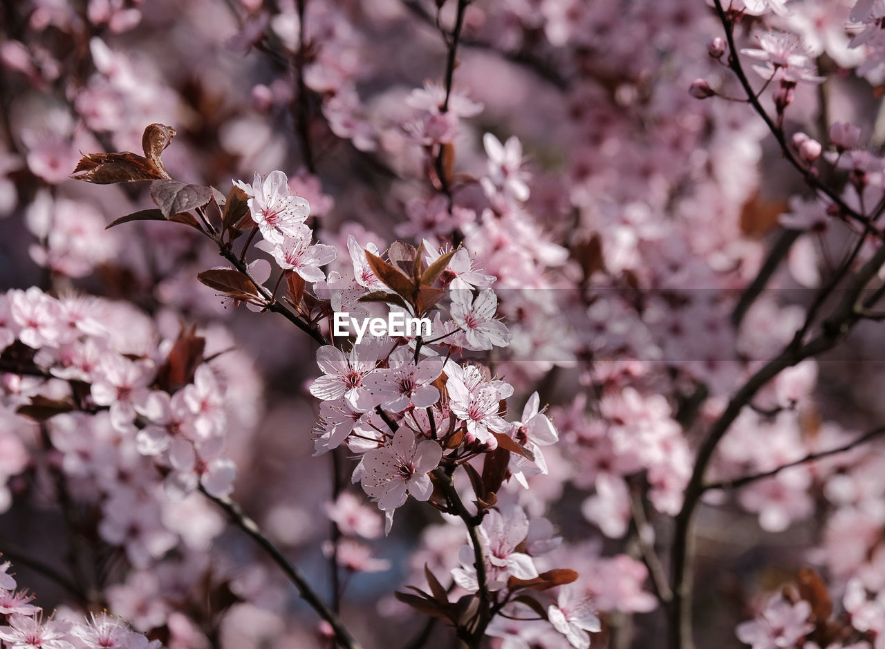 Close-up of cherry blossom tree