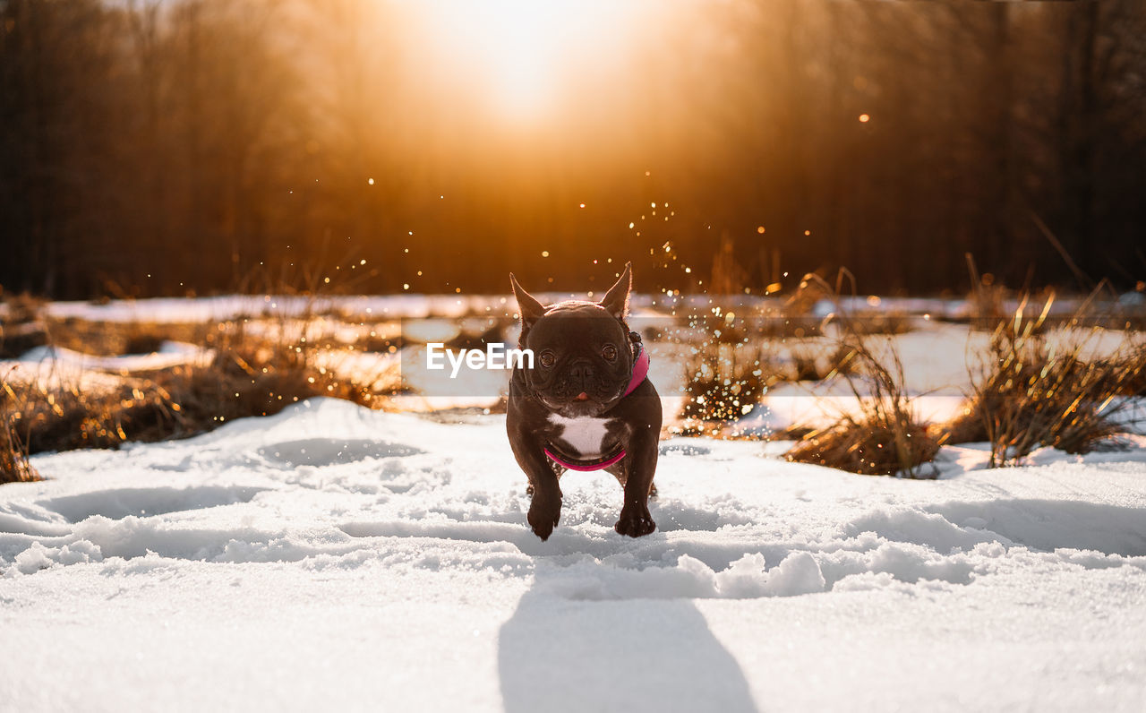 French bulldog dog running  on snow covered land during sunset