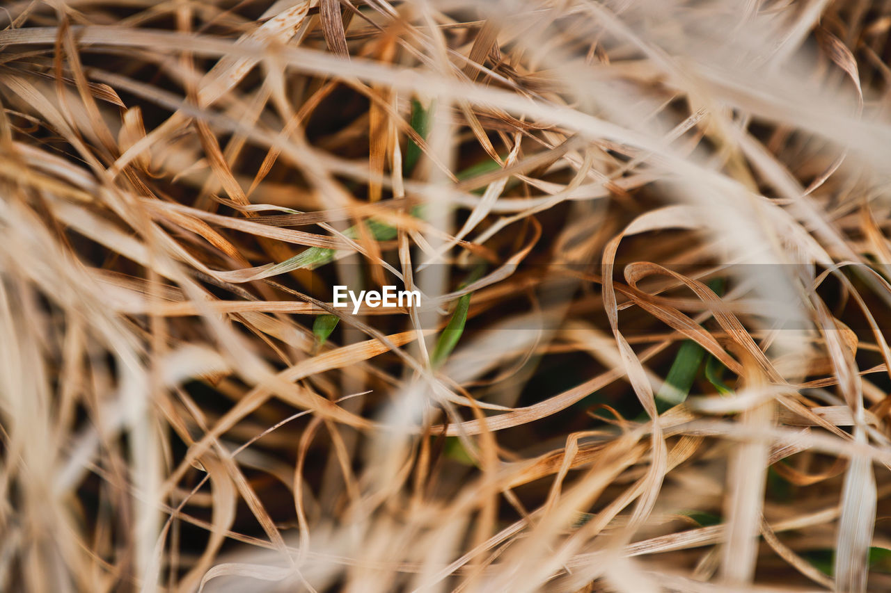 Beautiful Beautiful Nature Farm Life Farmland Field Grass Growth Nature Plants Beauty In Nature Close-up Day Dried Dried Plant Flowers Garden No People Outdoors Plants And Flowers Selective Focus Straw