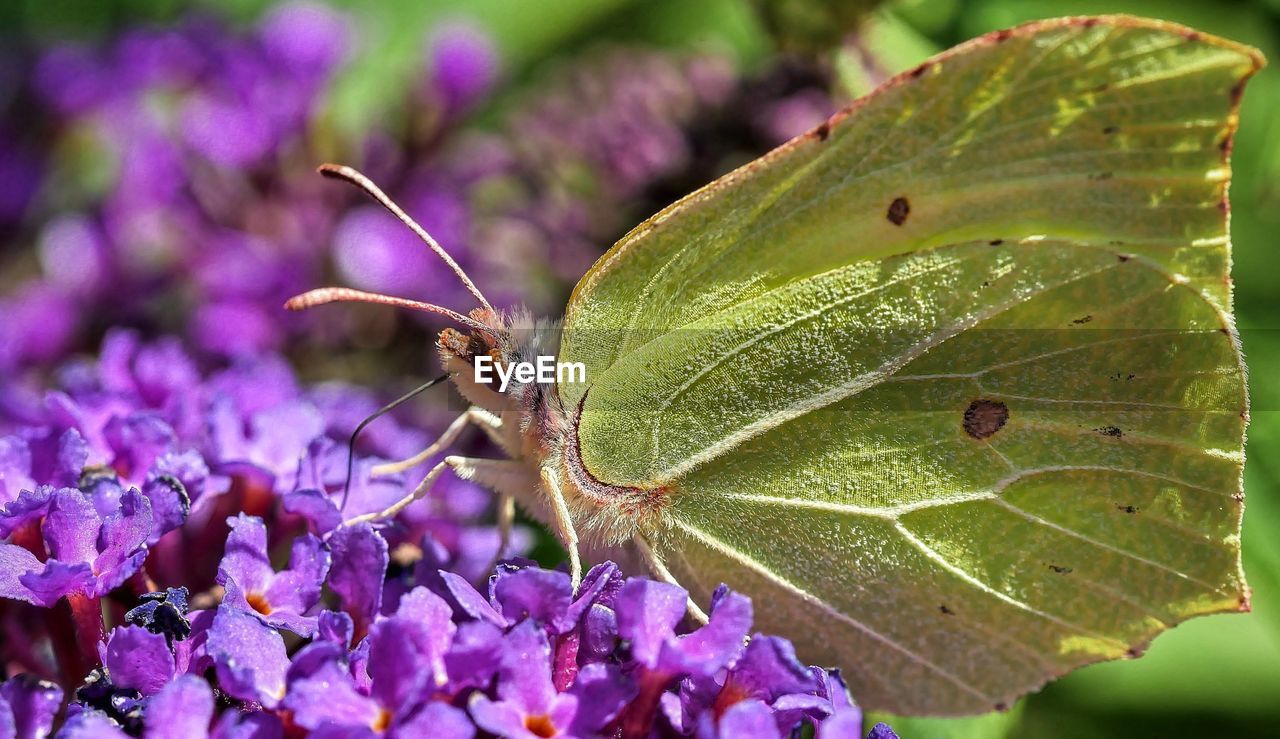 Close-up of butterfly pollinating on purple flower