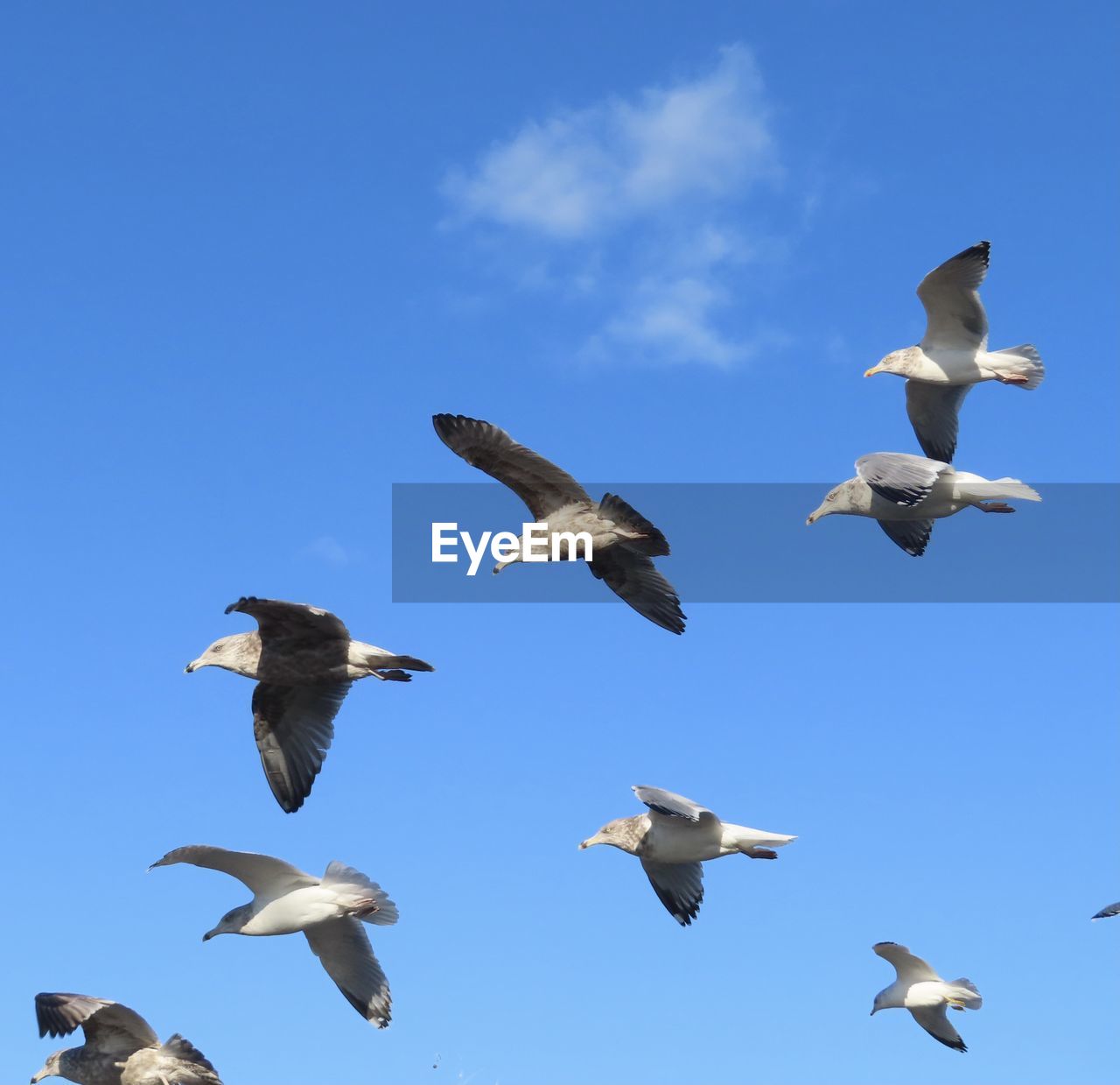 LOW ANGLE VIEW OF BIRDS FLYING