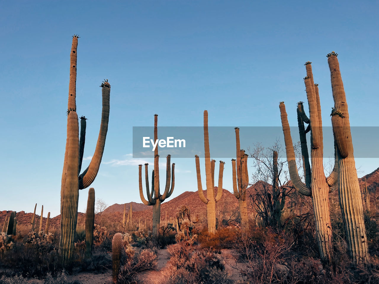 Scenic view of cactus field against clear sky