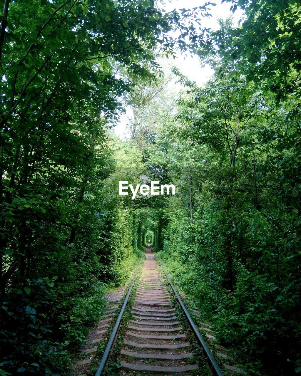 Railroad track amidst trees in forest