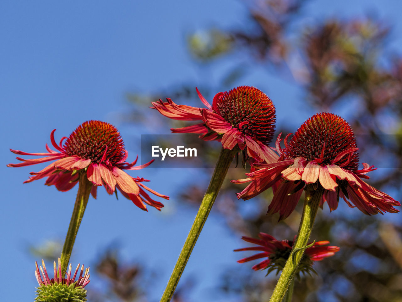 CLOSE-UP OF FRESH RED FLOWER BLOOMING OUTDOORS