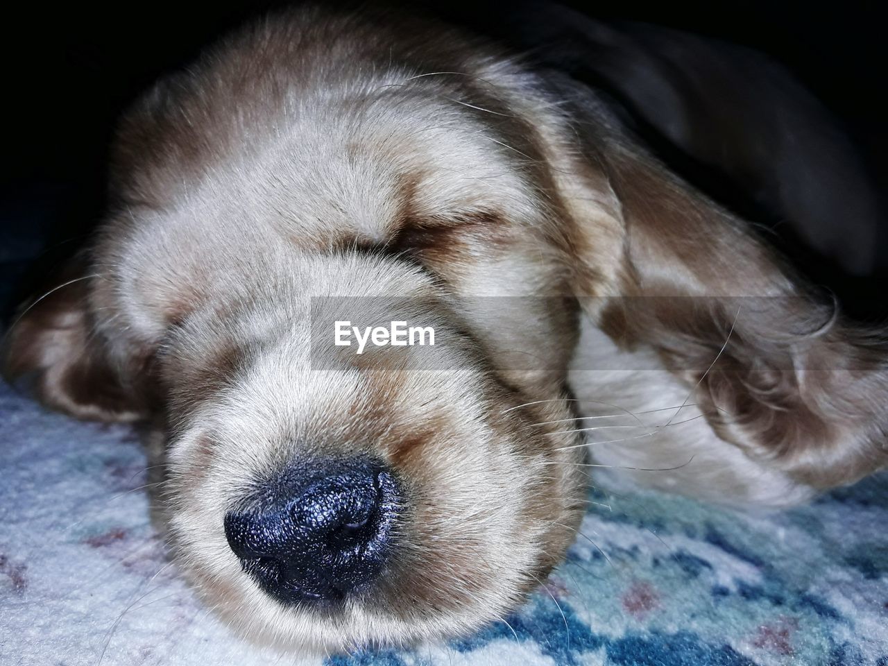 CLOSE-UP OF PUPPY SLEEPING ON BLANKET