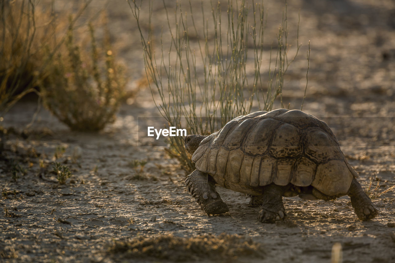 CLOSE-UP OF A TURTLE IN THE FIELD