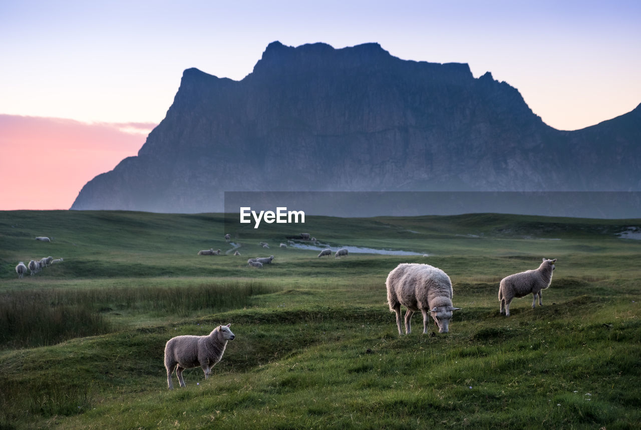 Sheep grazing on field against mountain during sunset