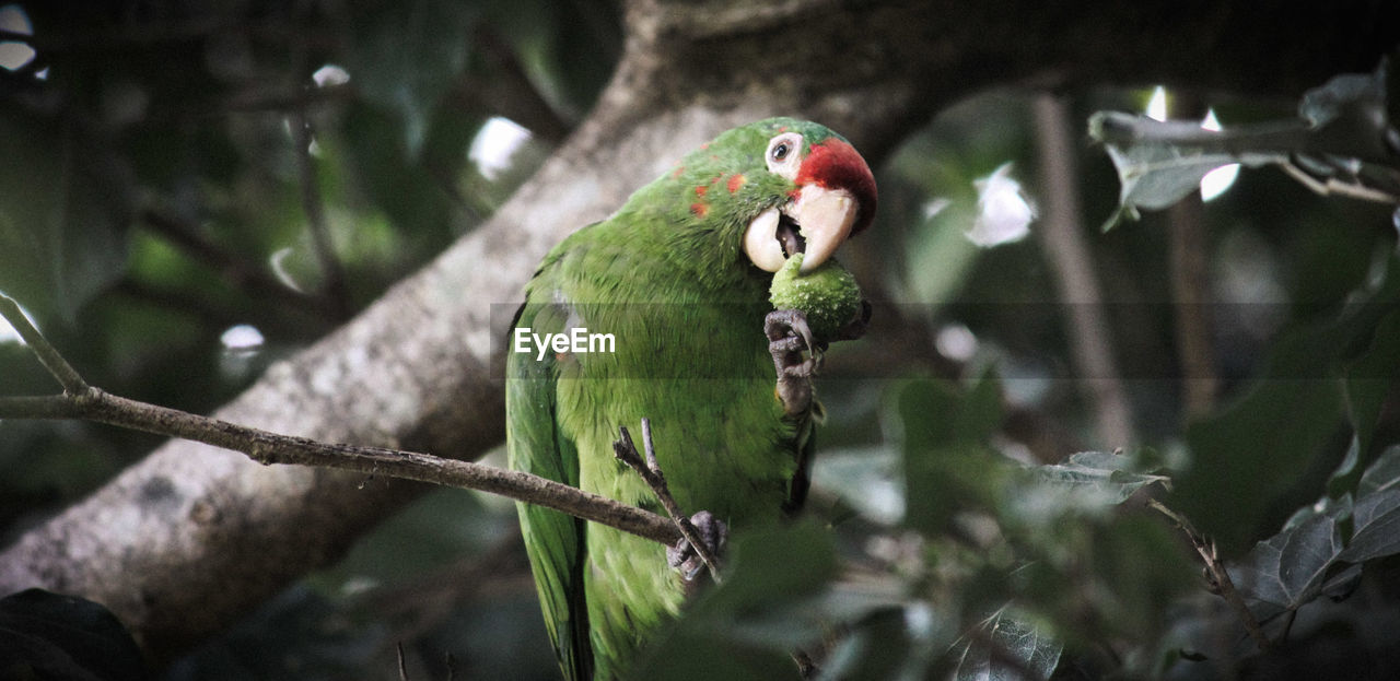 BIRD PERCHING ON A BRANCH