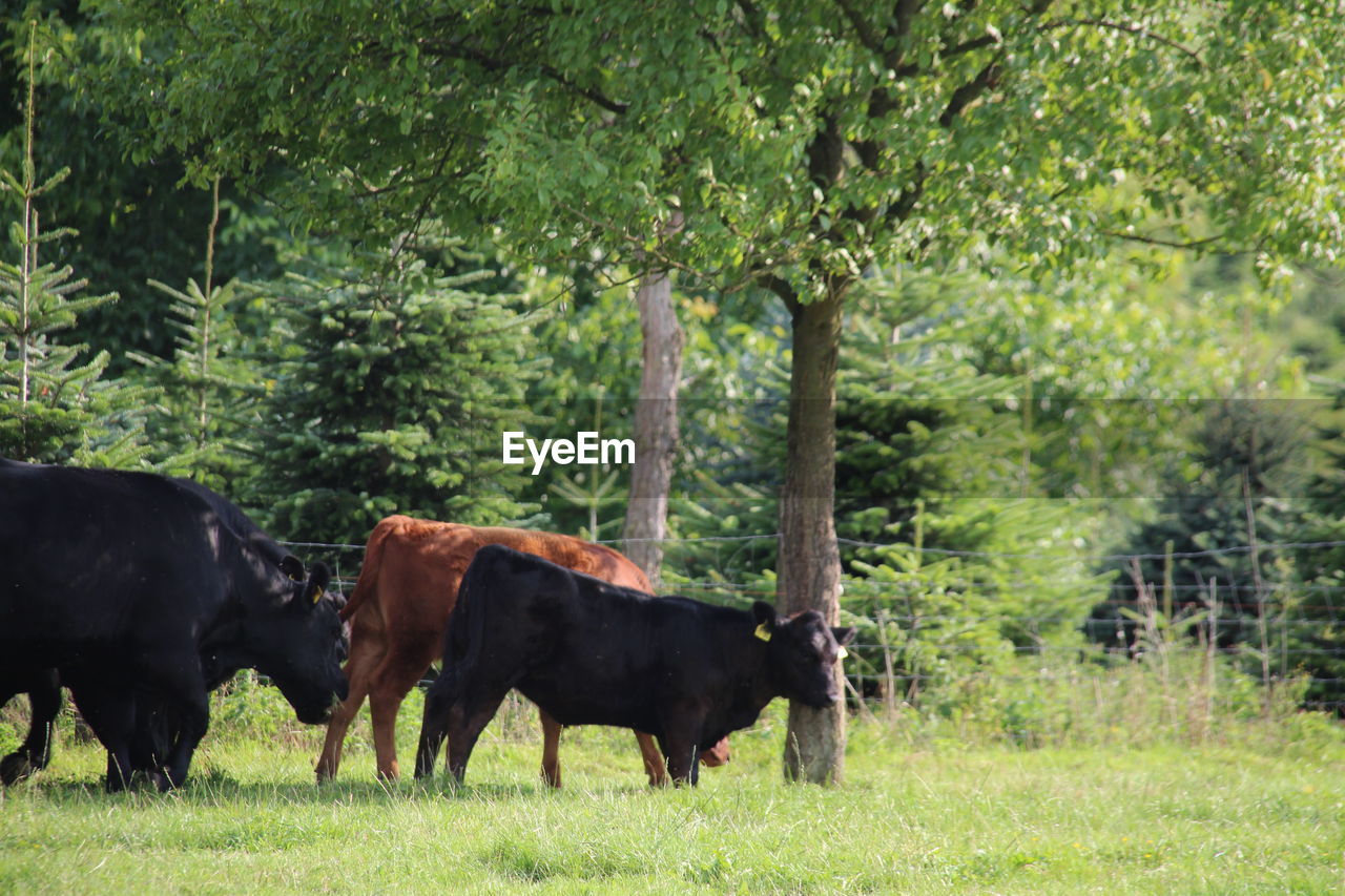 COWS GRAZING IN FIELD