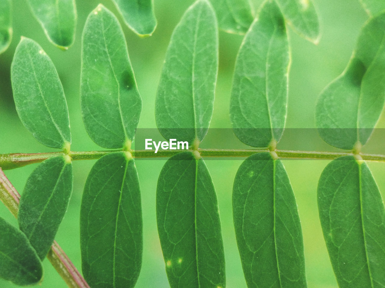 Full frame shot of green leaves