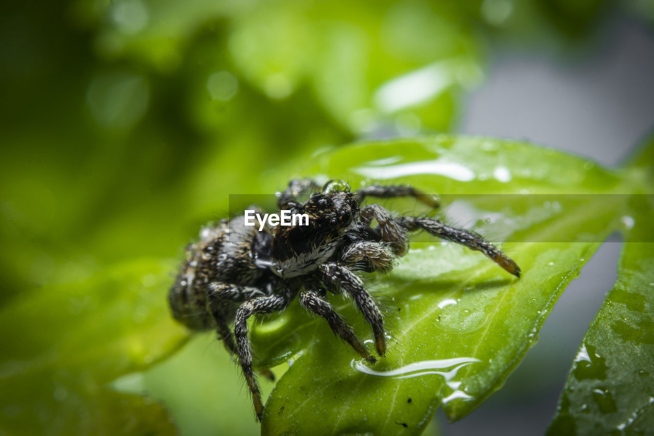 CLOSE-UP OF SPIDER ON WEB