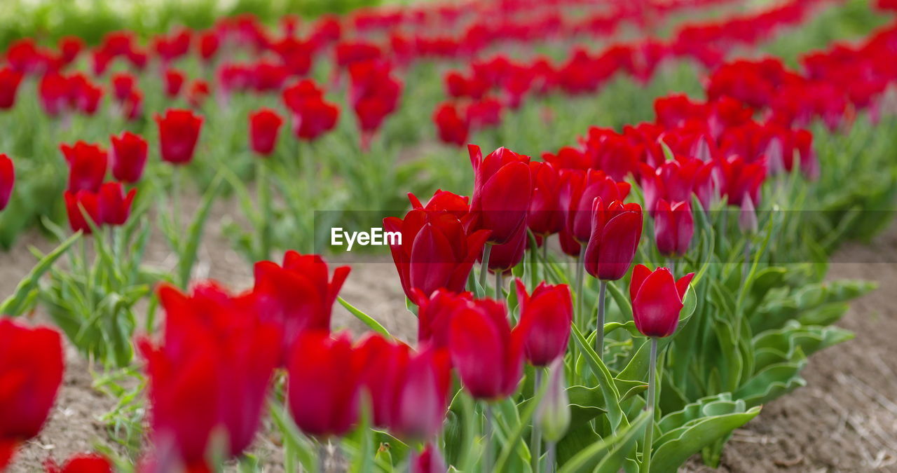 plant, flower, flowering plant, red, tulip, beauty in nature, freshness, nature, growth, field, petal, land, fragility, close-up, flower head, inflorescence, no people, poppy, landscape, flowerbed, green, selective focus, springtime, day, outdoors, environment, leaf, focus on foreground, botany, blossom, plant part, rural scene, vibrant color, grass, agriculture, abundance, multi colored