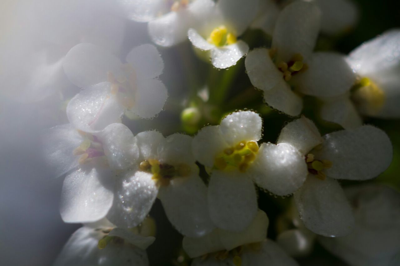 Close-up of white flowers