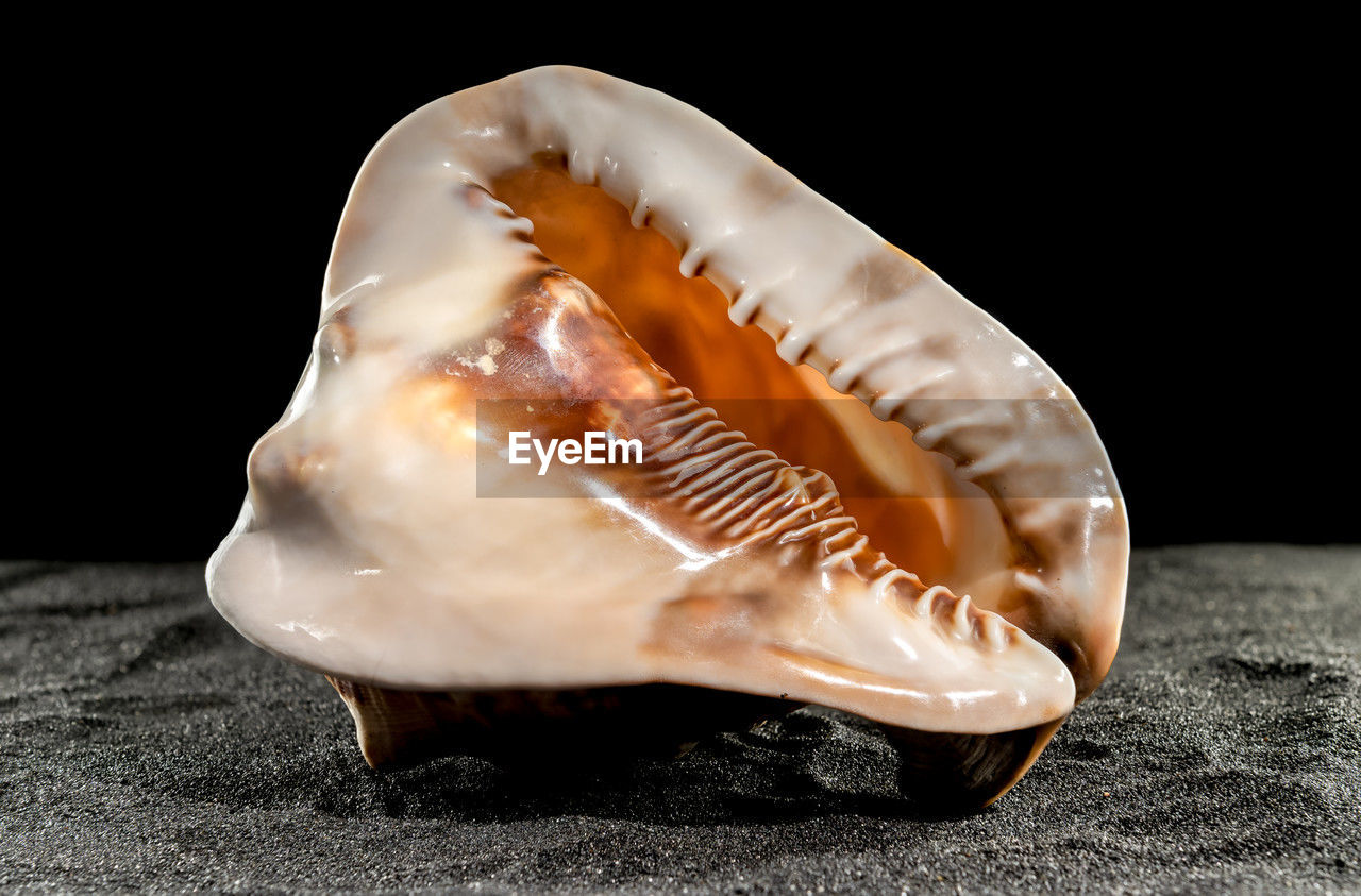 Caribbean king helmet sea snail shell cassis tuberosa on a black sand background