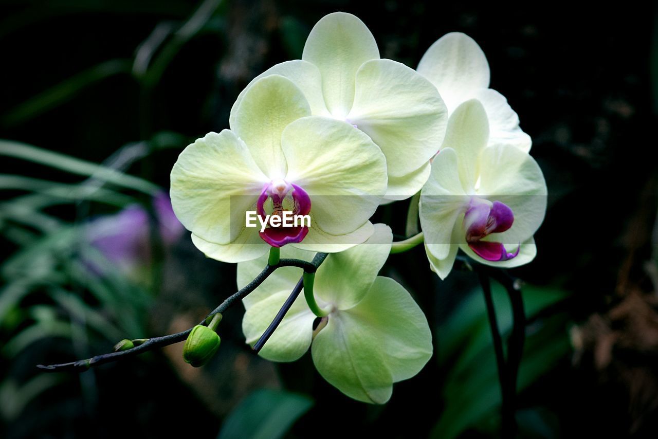 Close-up of flowers blooming outdoors