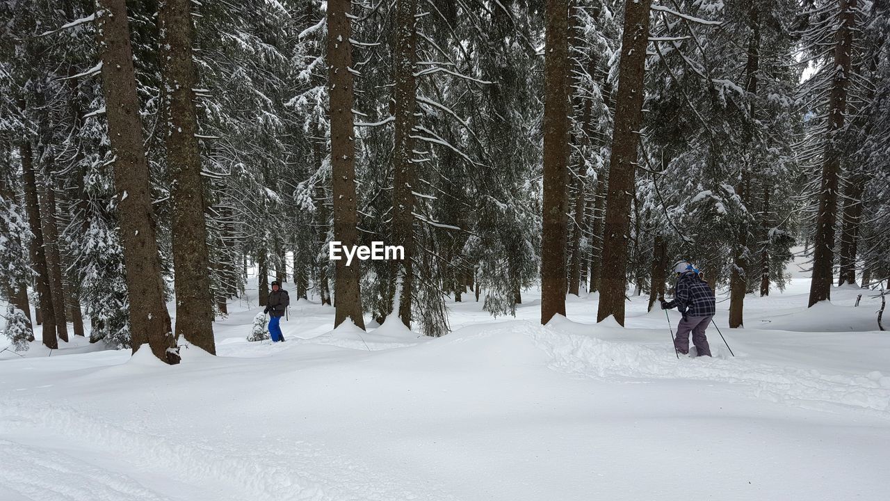 TREES ON SNOW COVERED LANDSCAPE