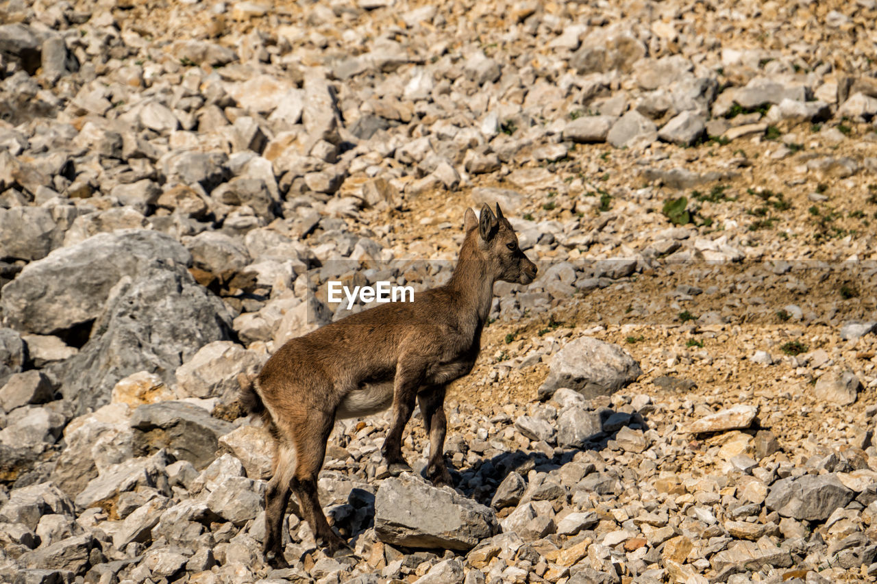 Young alpine ibex