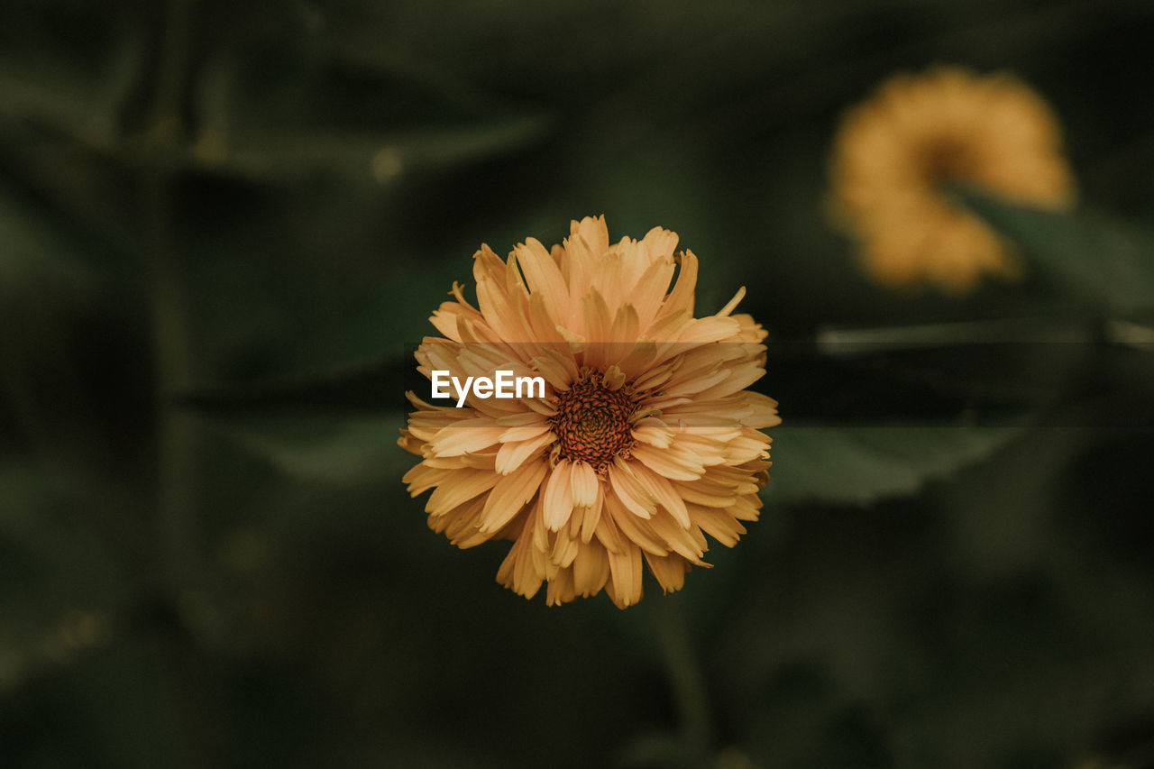 Close-up of yellow flower