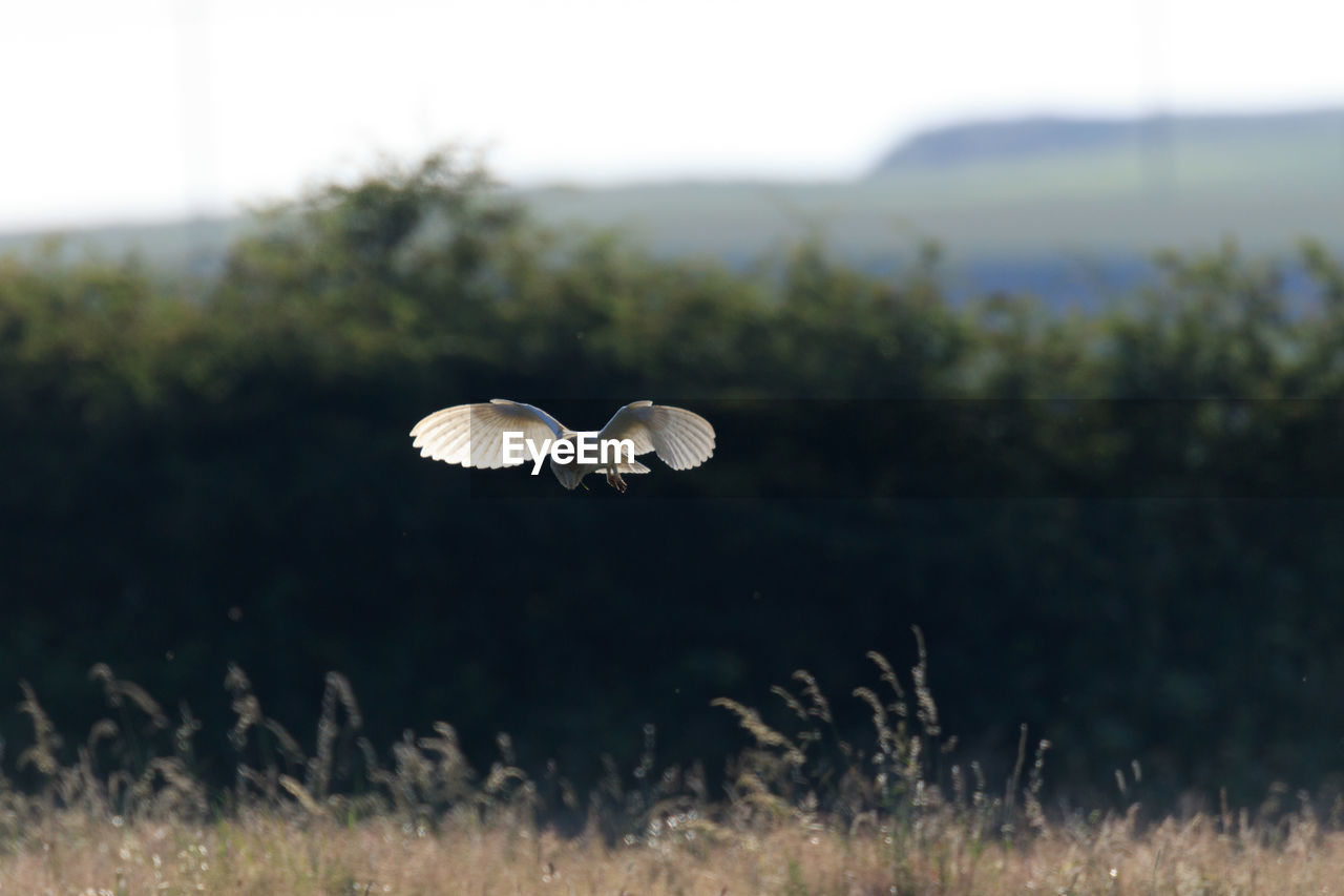 Barn owl flying over field against sky