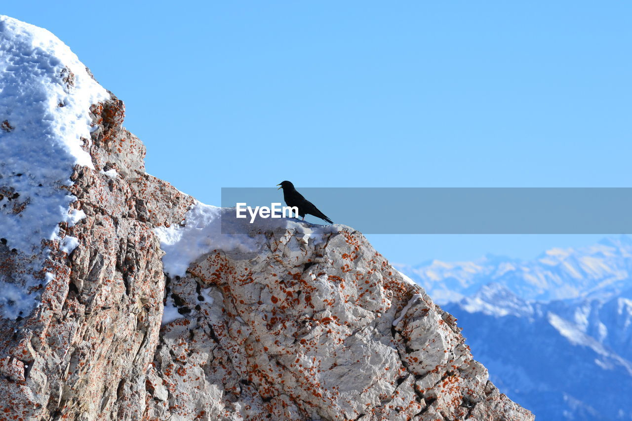 Low angle view of bird on mountain against clear sky