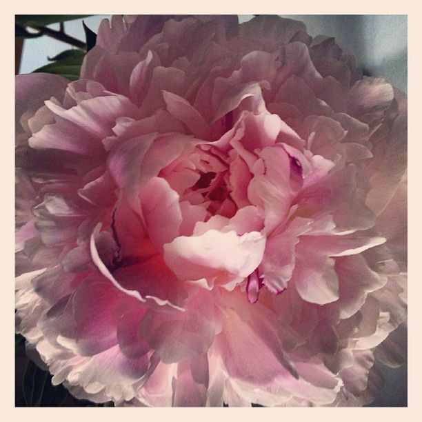 CLOSE-UP OF PINK FLOWERS BLOOMING