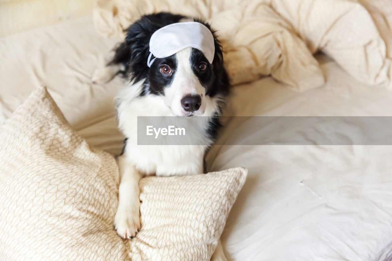 Puppy border collie with sleeping eye mask lay on pillow blanket in bed. dog at home sleeping