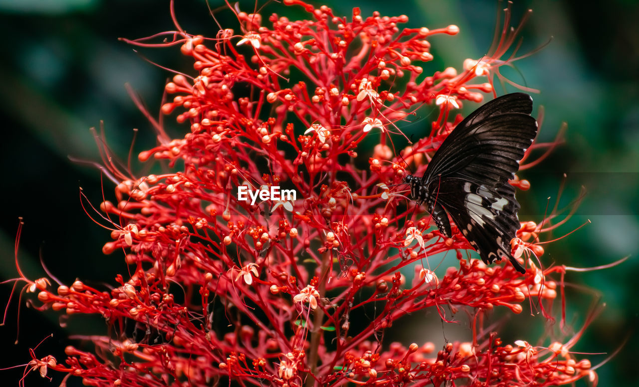 Close-up of butterfly pollinating on red flower