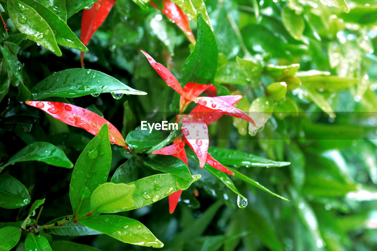 Close-up of wet maple leaves on plant during rainy season