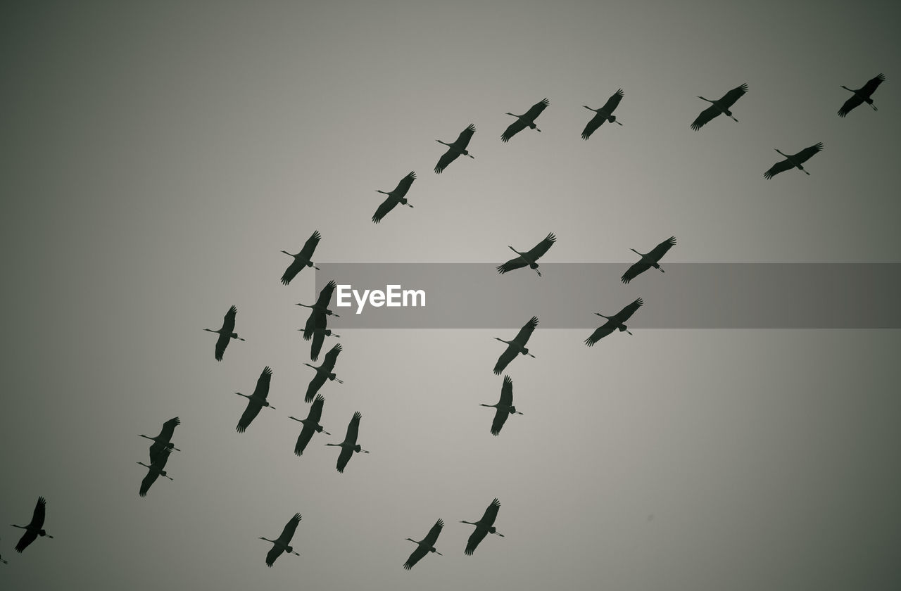 Low angle view of birds flying in sky
