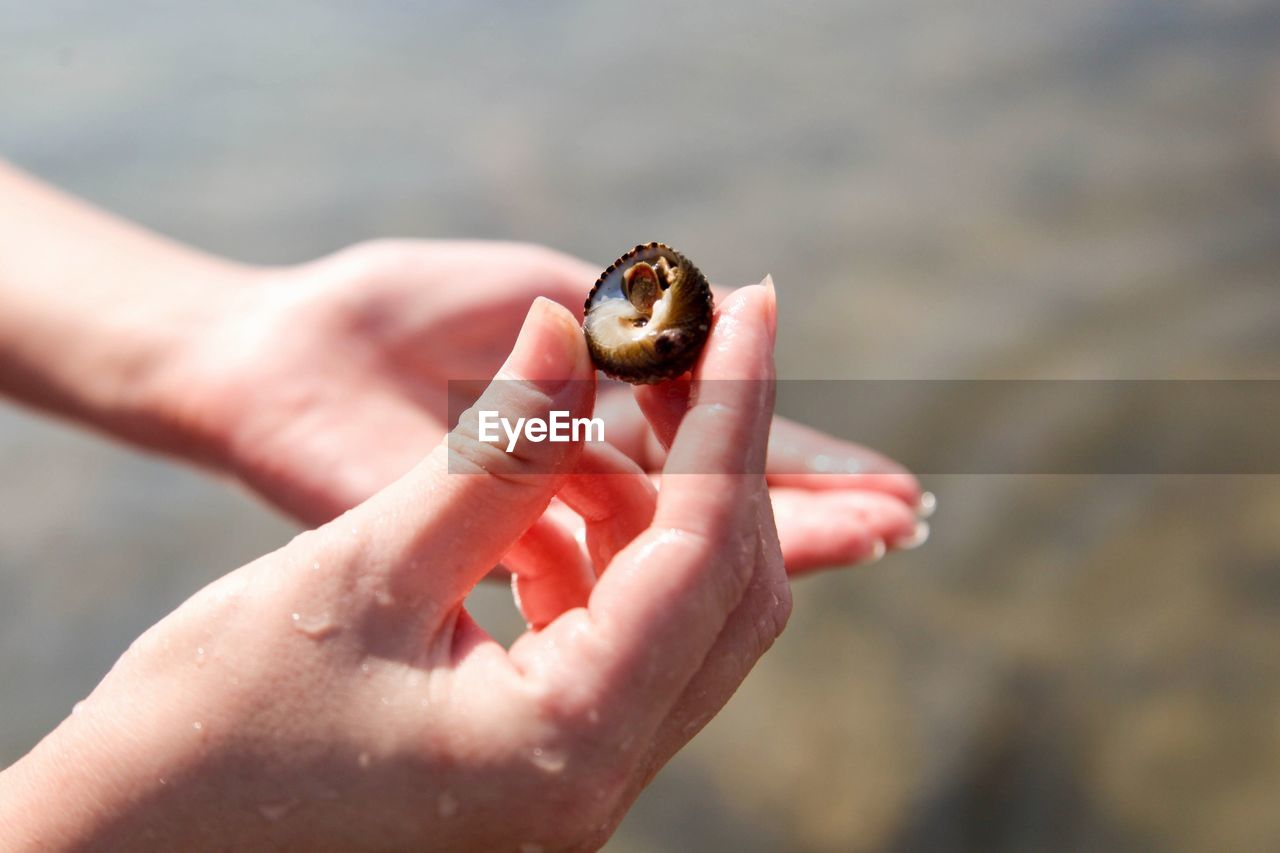 Close-up of person holding shell