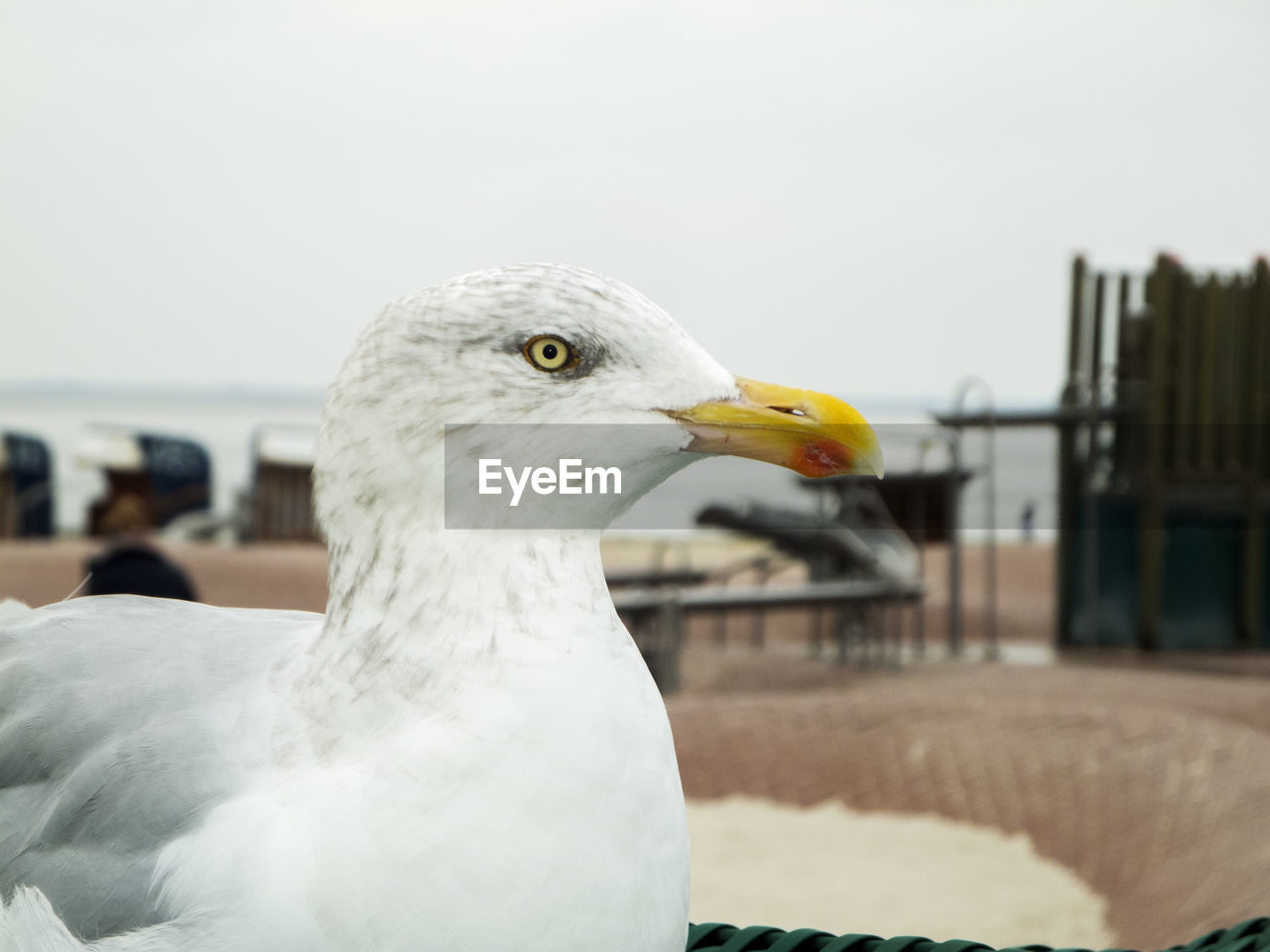 CLOSE-UP OF SEAGULL AGAINST WHITE WALL