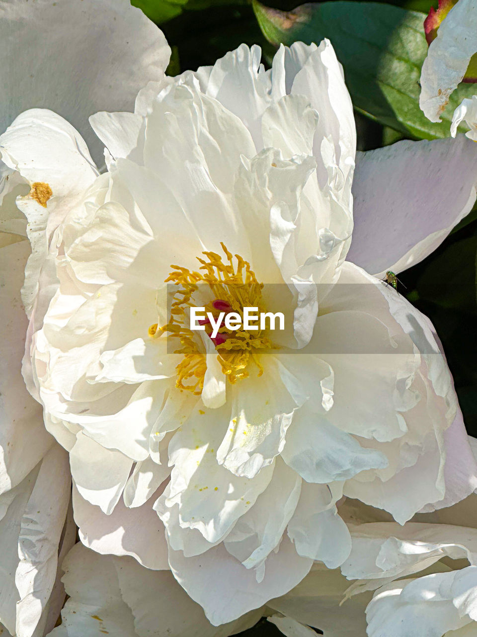 flower, flowering plant, plant, beauty in nature, freshness, petal, white, flower head, fragility, close-up, nature, inflorescence, growth, pollen, blossom, no people, springtime, leaf, outdoors, plant part, botany