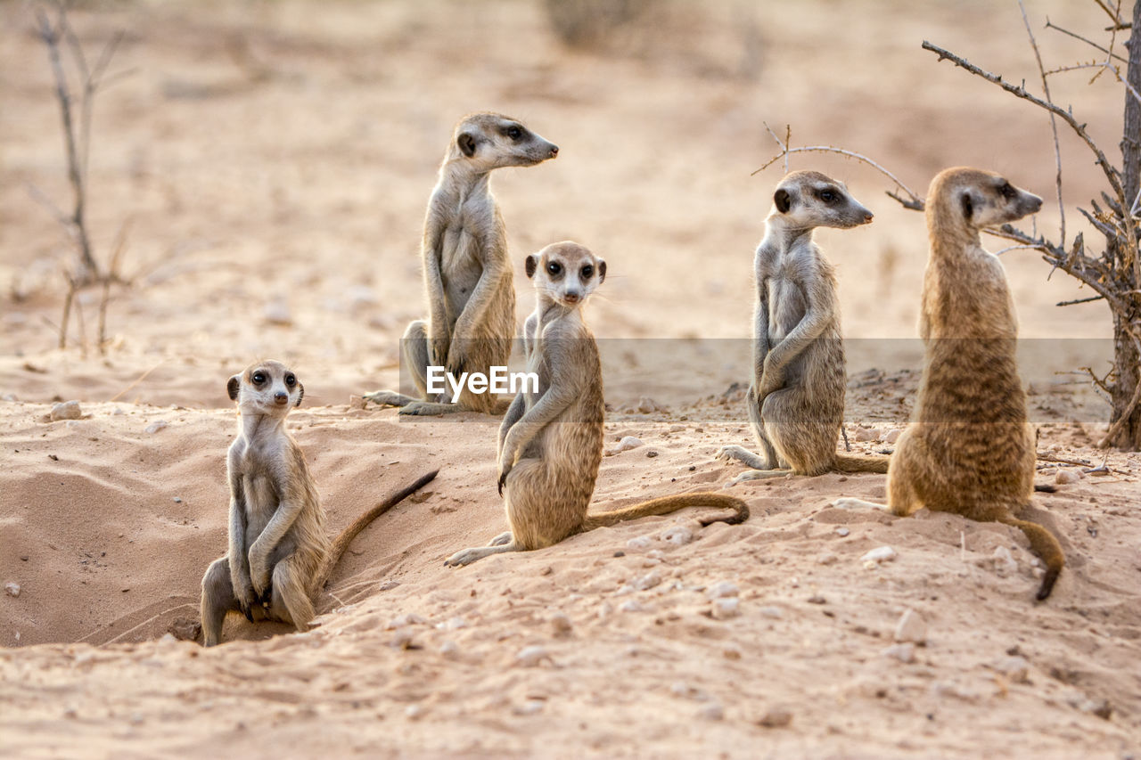 Group of meerkats on sand
