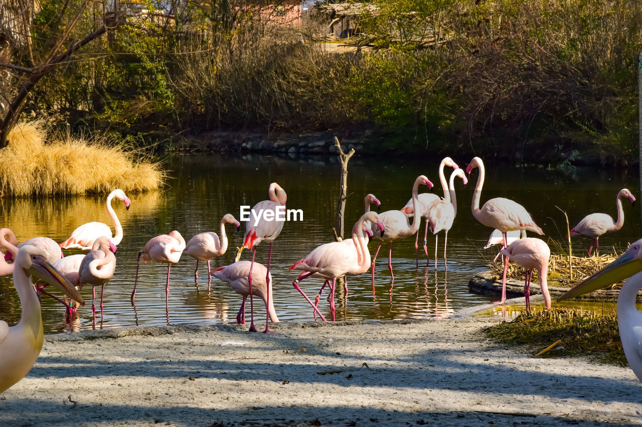 VIEW OF BIRDS ON BEACH