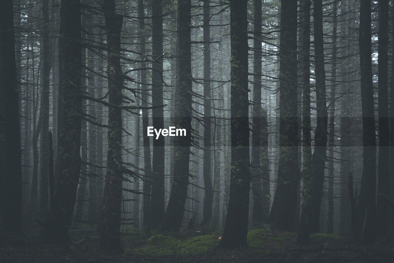 Trees in forest