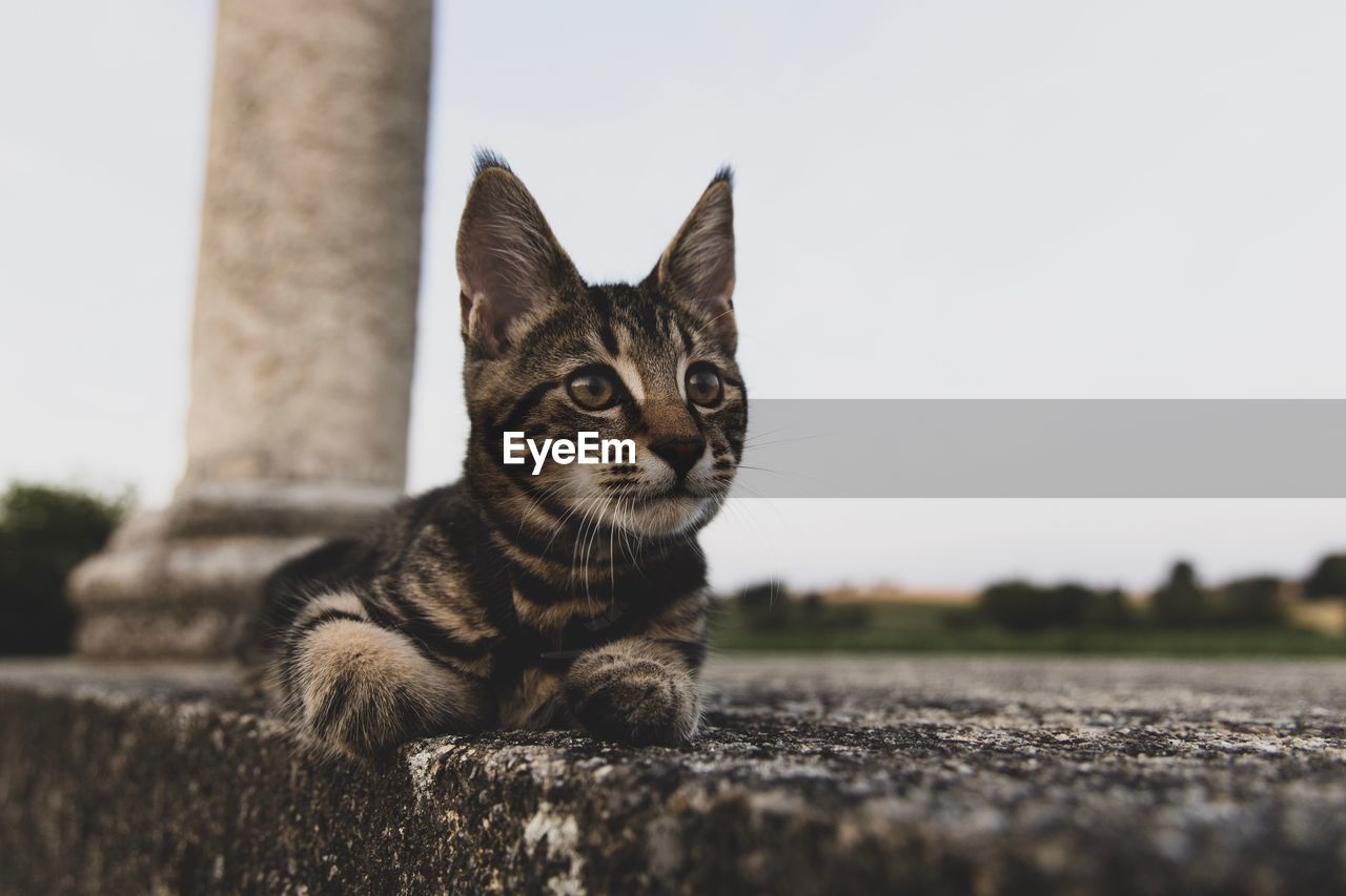 Close-up portrait of a cat