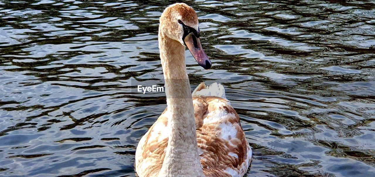 SWAN SWIMMING IN A LAKE