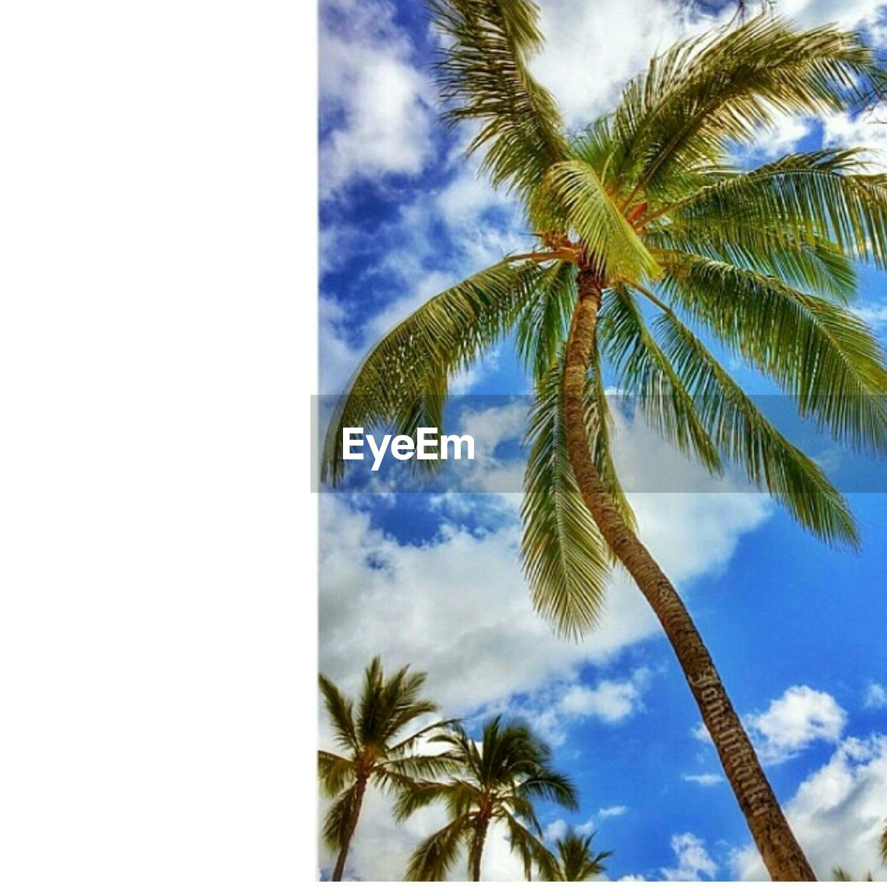 PALM TREES AGAINST CLOUDY SKY