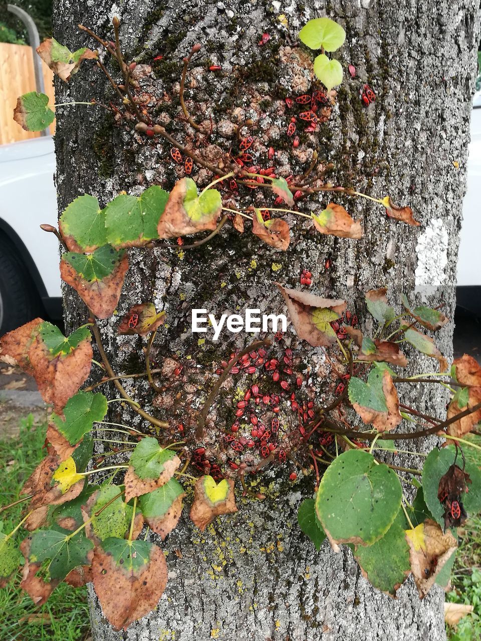 HIGH ANGLE VIEW OF BERRIES ON PLANT