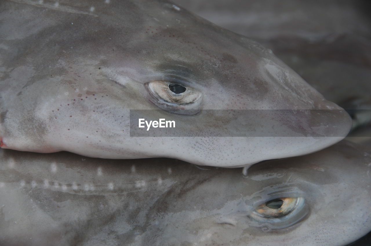 CLOSE-UP OF FISH FOR SALE AT SEA