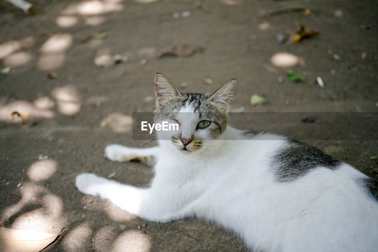 High angle portrait of one eye cat relaxing outdoors