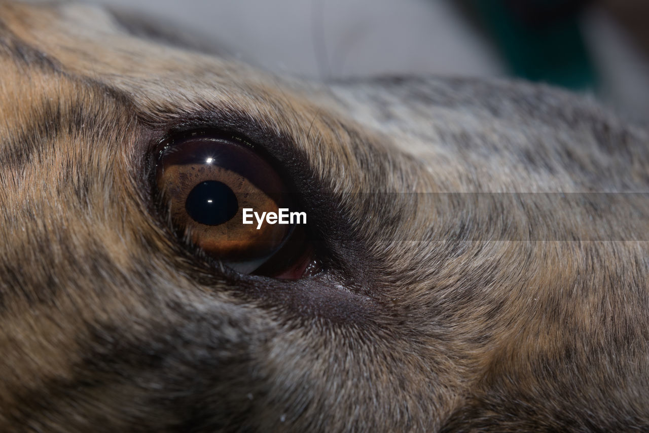 animal, animal themes, one animal, close-up, pet, mammal, nose, dog, animal body part, animal eye, eye, whiskers, human eye, snout, domestic animals, animal head, canine, puppy, animal hair, human head, portrait, black, brown