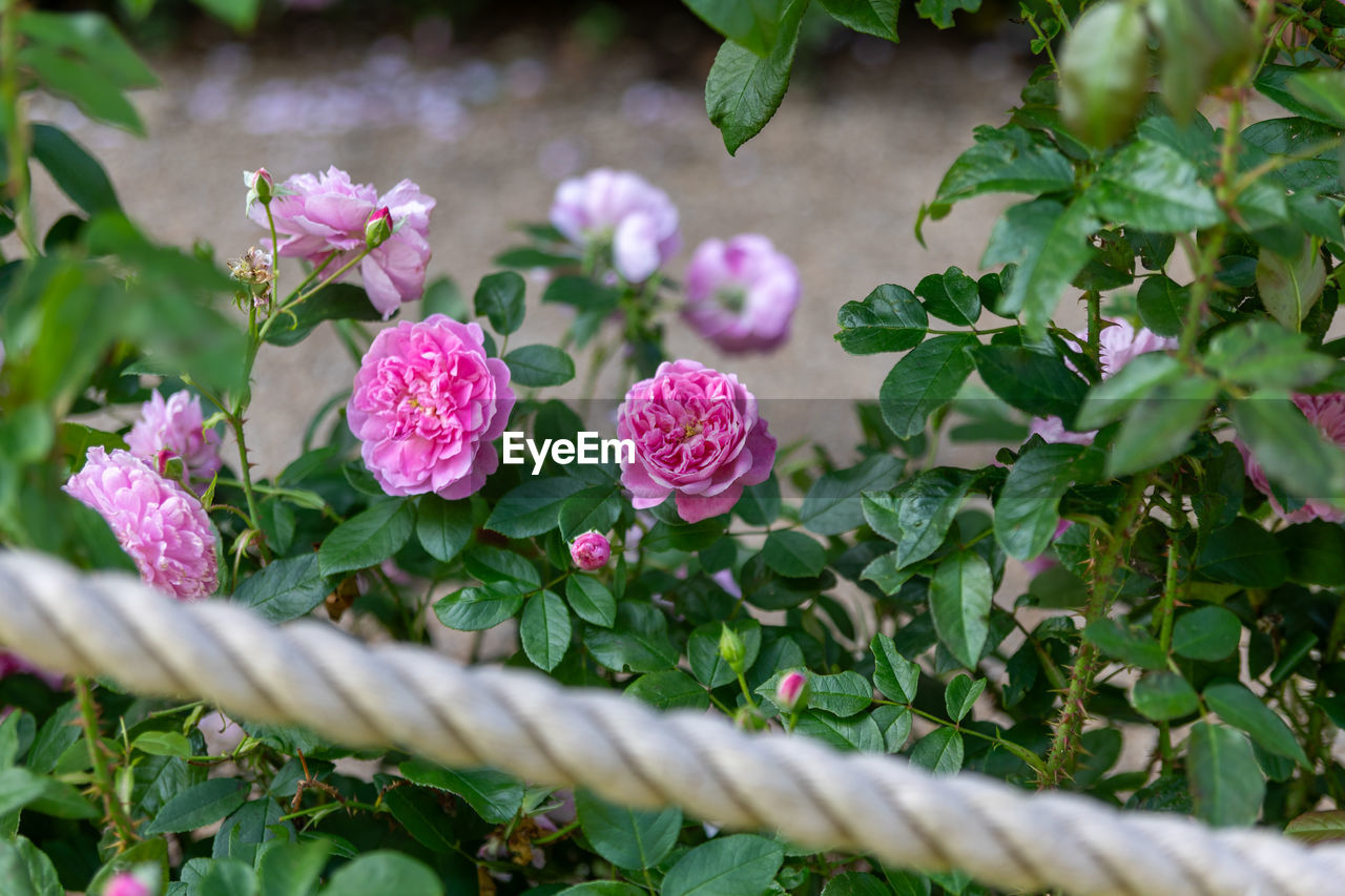 close-up of pink flowering plants