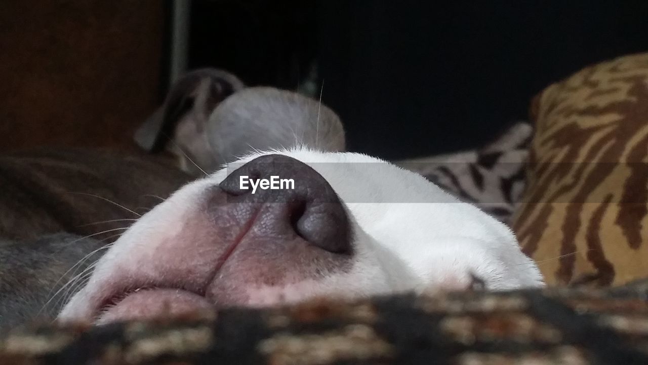 CLOSE-UP OF DOG RELAXING ON BLANKET