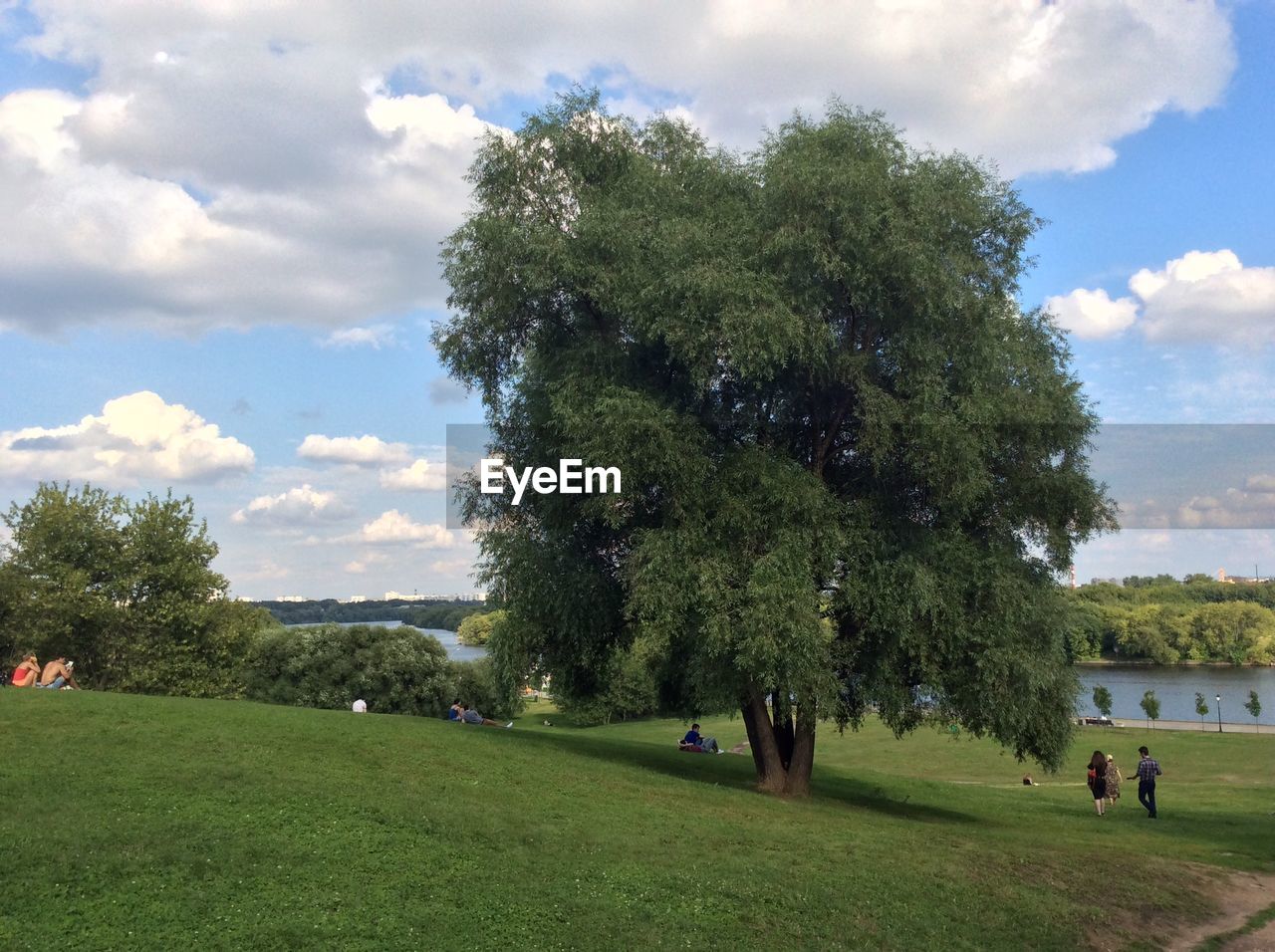 Tree in park against cloudy sky