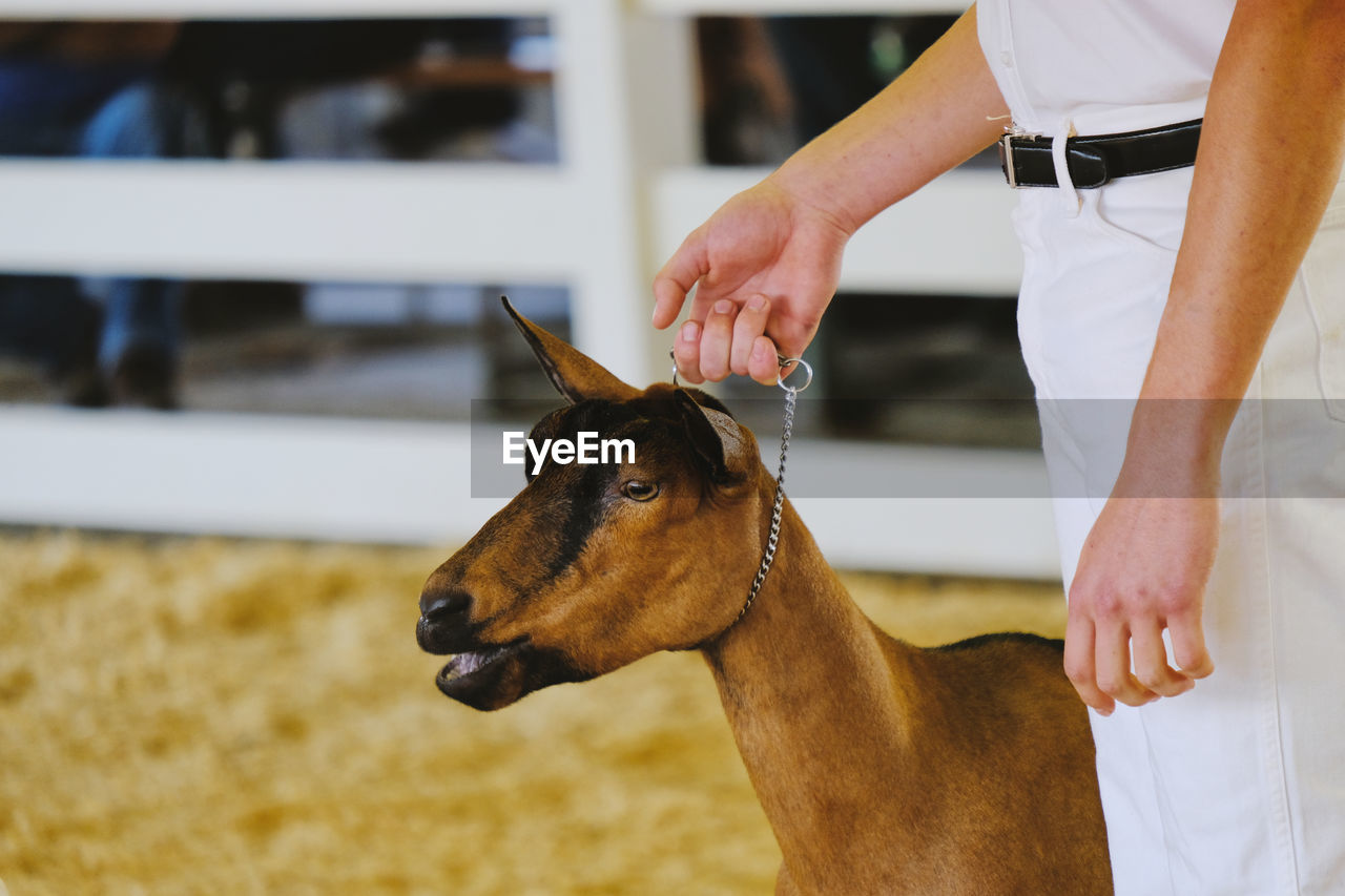 Midsection of man standing with goat in animal pen